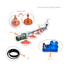 2018 New Products sistema de alimentación de pollo alimentador automático de sinfín de aves de corral